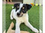 Australian Shepherd Mix DOG FOR ADOPTION RGADN-1267985 - Neville - Australian