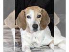 Beagle DOG FOR ADOPTION RGADN-1267991 - Wanda - Beagle Dog For Adoption