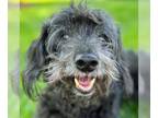 Dachshund DOG FOR ADOPTION RGADN-1267992 - Dexter - Dachshund Dog For Adoption
