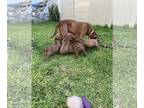 Chocolate Labrador retriever Mix DOG FOR ADOPTION RGADN-1268002 - Ginger -