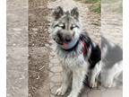 Huskies Mix DOG FOR ADOPTION RGADN-1268009 - Bear - Husky / Mixed (long coat)