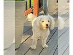 Bichon Frise DOG FOR ADOPTION RGADN-1268033 - Nico II - Bichon Frise Dog For