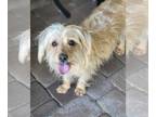 Cairn Terrier-Dandie Dinmont Terrier Mix DOG FOR ADOPTION RGADN-1268037 - Luna -