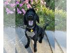 Labradoodle DOG FOR ADOPTION RGADN-1268041 - Charcoal - Poodle (Standard) /