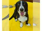Basset Hound DOG FOR ADOPTION RGADN-1268045 - Dover - Basset Hound Dog For