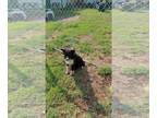 Border Collie DOG FOR ADOPTION RGADN-1268051 - Molly - Border Collie (medium