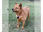 Huskies -Shiba Inu Mix DOG FOR ADOPTION RGADN-1268052 - Ginger - Shiba Inu /