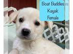 Huskies -Labrador Retriever Mix DOG FOR ADOPTION RGADN-1268057 - Boat Buddies :