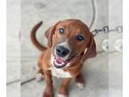 Collie-Redbone Coonhound Mix DOG FOR ADOPTION RGADN-1268079 - Cayenne - Redbone