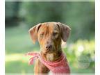 Chesapeake Bay Retriever-Vizsla Mix DOG FOR ADOPTION RGADN-1268084 - Reign-NEW -