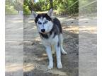 Siberian Husky Mix DOG FOR ADOPTION RGADN-1268086 - 240703 Kate - Siberian Husky