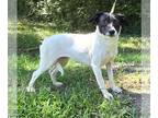 Dachshund-Labrador Retriever Mix DOG FOR ADOPTION RGADN-1268088 - 240712 Nona -