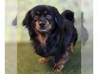 Dameranian DOG FOR ADOPTION RGADN-1268101 - Muzzy - Pomeranian / Dachshund /