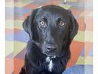 Borador DOG FOR ADOPTION RGADN-1268103 - Lloyd - Labrador Retriever / Border