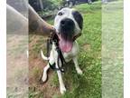 American Staffordshire Terrier DOG FOR ADOPTION RGADN-1268106 - Callie -