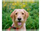 Labradoodle DOG FOR ADOPTION RGADN-1268107 - Bailey Grace - MEET ME 6/15/24!