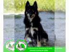 Huskies -Pomeranian Mix DOG FOR ADOPTION RGADN-1268111 - Kingston - Pomeranian /