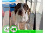 Coonhound Mix DOG FOR ADOPTION RGADN-1268115 - Pepper - Coonhound / Mixed Dog