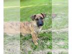 Boxer Mix DOG FOR ADOPTION RGADN-1268123 - SRV Borneo : Hatch - Shepherd / Boxer