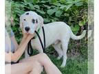 Dalmatian-Labrador Retriever Mix DOG FOR ADOPTION RGADN-1268128 - Alex -