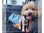 Shih-Poo DOG FOR ADOPTION RGADN-1268133 - Fabio *Arriving 6/22* - Poodle