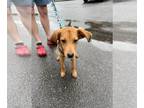 Labrador Retriever Mix DOG FOR ADOPTION RGADN-1268134 - Levy - Adorable Pup -