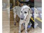 Great Pyrenees-Irish Wolfhound Mix DOG FOR ADOPTION RGADN-1268139 - Coast