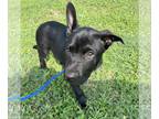 Borador DOG FOR ADOPTION RGADN-1268142 - Ronald *Arriving 6/22* - Labrador