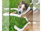 Beagle-Collie Mix DOG FOR ADOPTION RGADN-1268143 - Linkk *Arriving 6/22* -