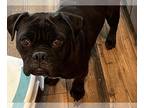 Boxer-Pug Mix DOG FOR ADOPTION RGADN-1268144 - Mangus *Arriving 6/22* - Pug /