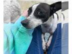 Rat-Cha DOG FOR ADOPTION RGADN-1268145 - Reyluna *Arriving 6/22* - Rat Terrier /