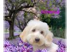 Doxie-Chon DOG FOR ADOPTION RGADN-1268152 - McKenna - Bichon Frise / Dachshund /