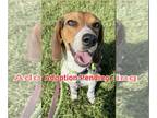 Beagle DOG FOR ADOPTION RGADN-1268157 - Nina - Beagle Dog For Adoption