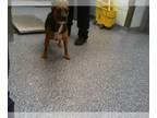Beagle Mix DOG FOR ADOPTION RGADN-1268163 - MAKIMA - Beagle / Mixed (medium