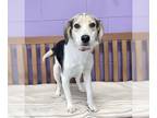 Beagle DOG FOR ADOPTION RGADN-1268166 - **RALPHIE** - Beagle (medium coat) Dog