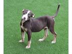 Miniature Bull Terrier Mix DOG FOR ADOPTION RGADN-1268171 - POOKA - Miniature