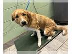 Golden Retriever Mix DOG FOR ADOPTION RGADN-1268178 - MARCO - Golden Retriever /