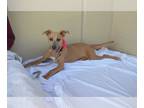 American Staffordshire Terrier Mix DOG FOR ADOPTION RGADN-1268183 - Nova -