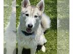 Huskies Mix DOG FOR ADOPTION RGADN-1268184 - Yasmine - Husky / Mixed Dog For