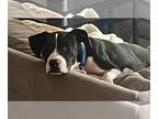 Boston Terrier Mix DOG FOR ADOPTION RGADN-1268186 - *London Vacation Foster