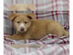 Huskies -Labrador Retriever Mix DOG FOR ADOPTION RGADN-1268191 - Ginger - Husky