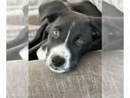 Border Collie Mix DOG FOR ADOPTION RGADN-1268194 - Winslow - Border Collie /