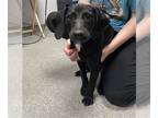 Black and Tan Coonhound Mix DOG FOR ADOPTION RGADN-1268218 - PEPSI - Black and
