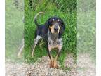 Black and Tan Coonhound DOG FOR ADOPTION RGADN-1268223 - Shiloh (6246) - Black