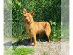 Golden Retriever DOG FOR ADOPTION RGADN-1268224 - Forest (6267) - Golden