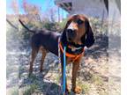 Bluetick Coonhound-Redbone Coonhound Mix DOG FOR ADOPTION RGADN-1268225 - Carter