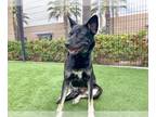 Akita-German Shepherd Dog Mix DOG FOR ADOPTION RGADN-1268239 - EMMA - German