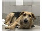 Airedale Terrier Mix DOG FOR ADOPTION RGADN-1268242 - *DENNIS - Airedale Terrier