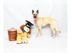 German Shepherd Dog Mix DOG FOR ADOPTION RGADN-1268255 - ROXANNE - German