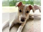 Carolina Dog Mix DOG FOR ADOPTION RGADN-1268257 - Norm - Carolina Dog / Mixed
